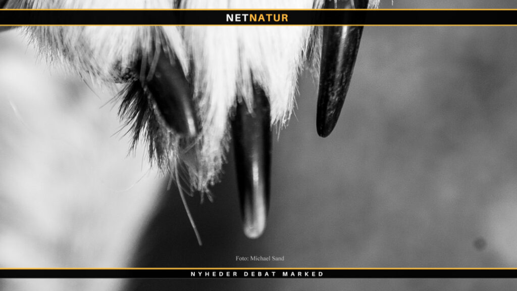 Trafikdræbt ulv er nu identificeret