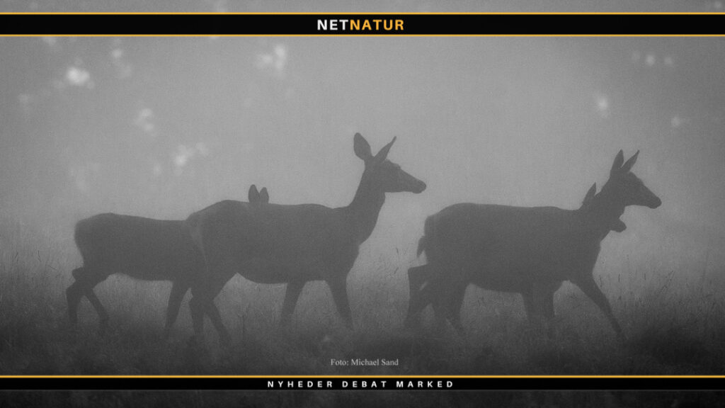 Vildsvinehegn og skader på vildt