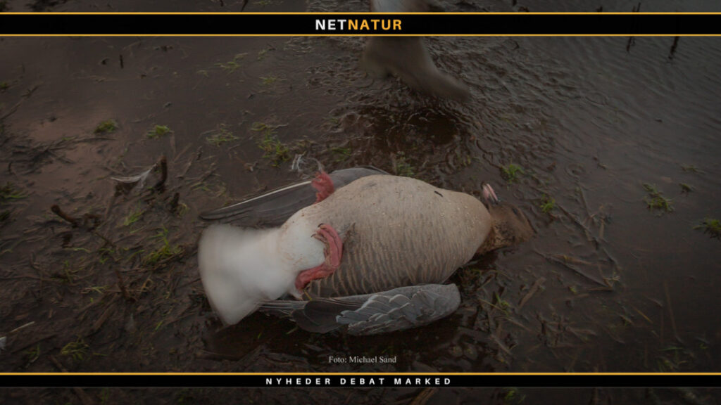 Gåsebryst på grill – bare for vildt! Vildtkød på grillen er altid lækkert