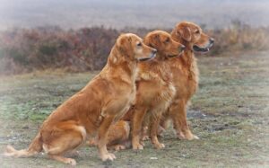 Golden Retriever – en apportør med et ekstra gear Golden Retriever - en apportør med et ekstra gear