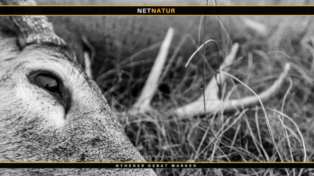 Whitetail ikke typisk