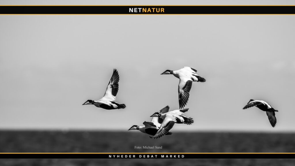 Klimaet flytter på vinterfuglene