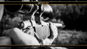 .243 Winchester