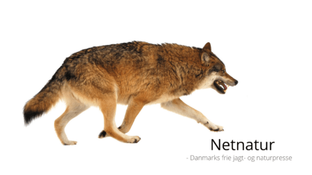 Må ulv skydes i nødværge til forsvar af hund?