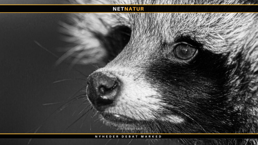 Ny website vedrørende regulering af invasive arter