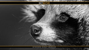 Ny website vedrørende regulering af invasive arter