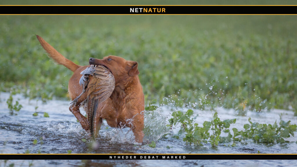 Hunderacer - de mest popolære