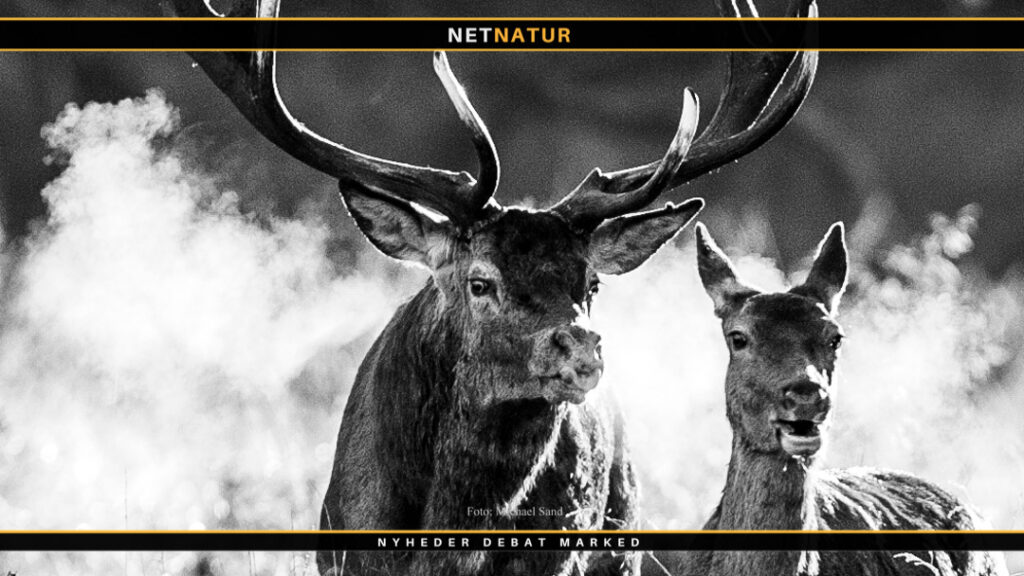 Hjortedebat: De mest læste artikler Kronvildt og debat om jagt