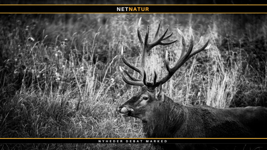 Lea Wermelin - åbent brev om jagt