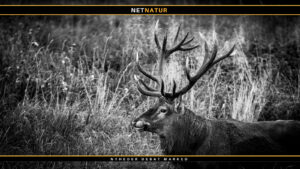 Lea Wermelin - åbent brev om jagt