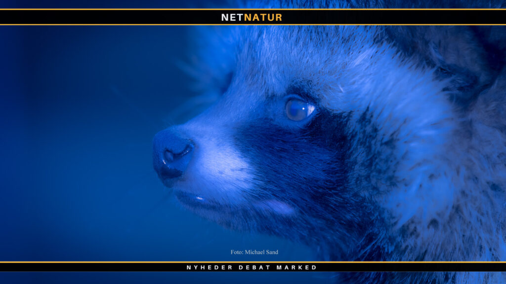 Mårhund og natsigte