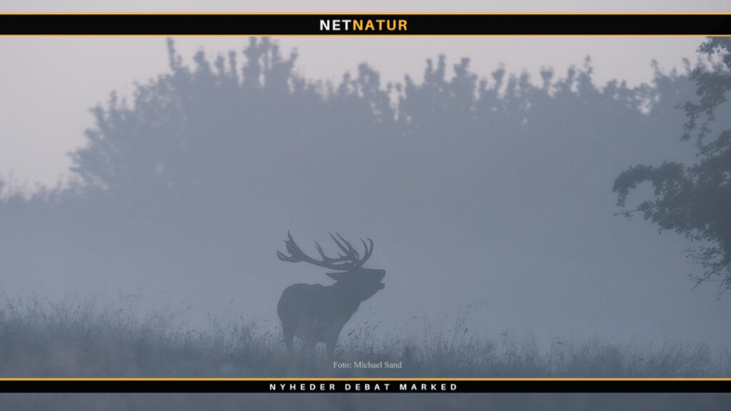 Formand for Nordisk Safari Klub: Goodwill overfor jagt er ikke kommet af sig selv Nordisk Safari Klub