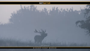 Formand for Nordisk Safari Klub: Goodwill overfor jagt er ikke kommet af sig selv Nordisk Safari Klub