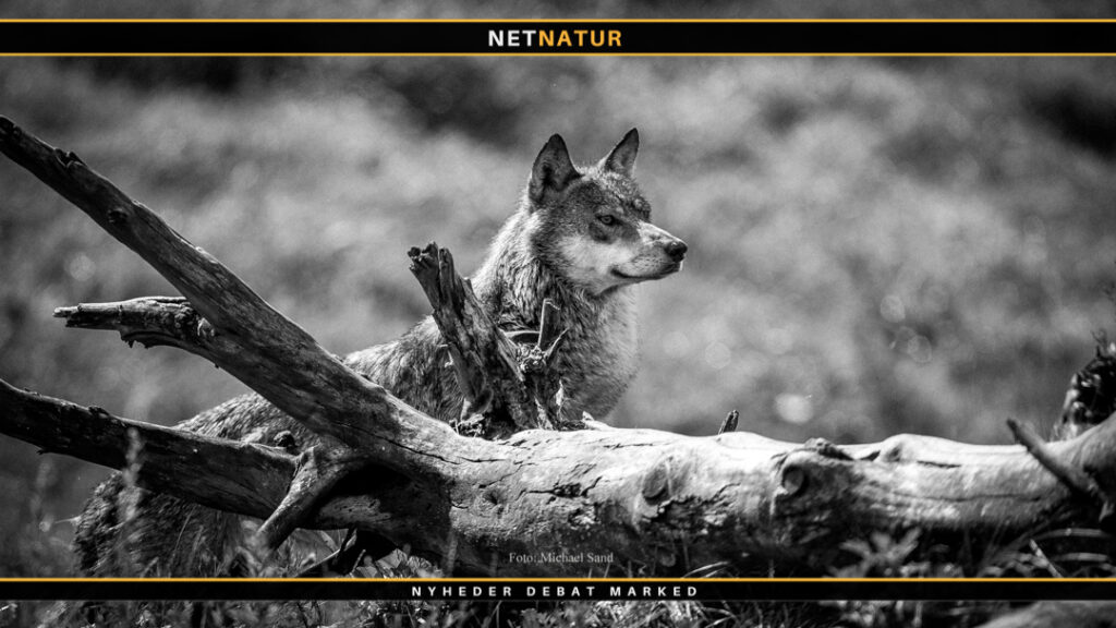 Problemulv er tilbage