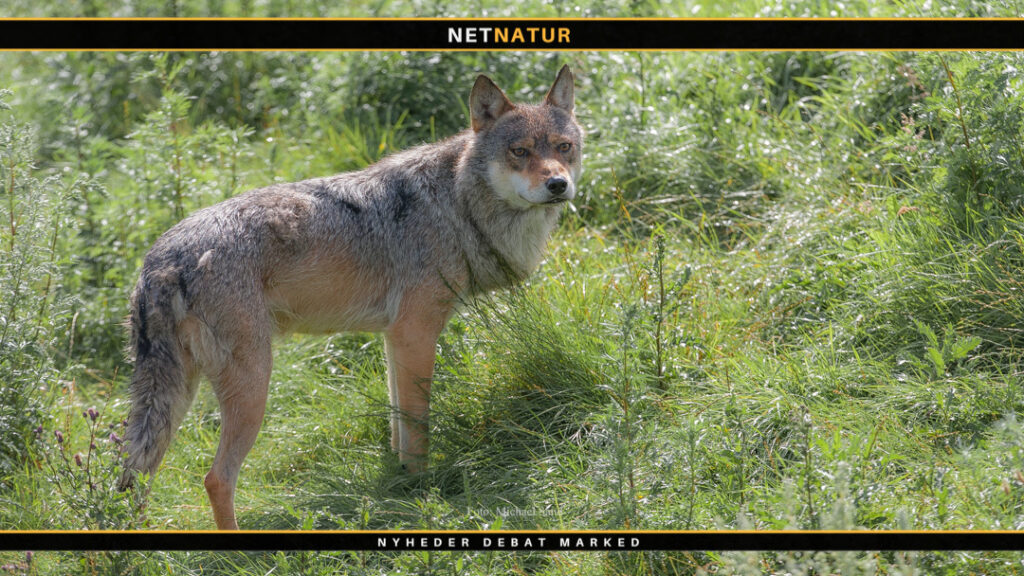 Hanulv i Lille Vildmose er ny i Danmark