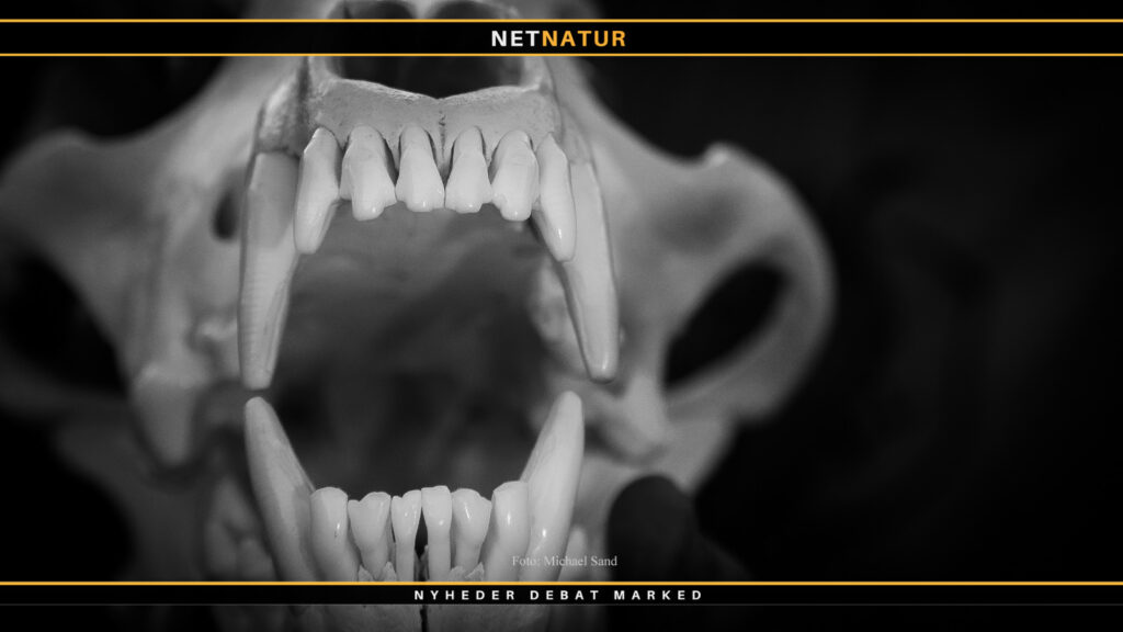 Ulv og angreb i Tyskland