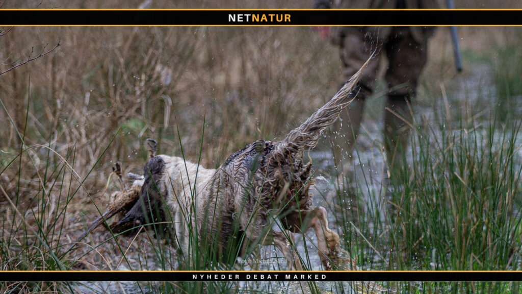 Water tail - halelammelse hos hund