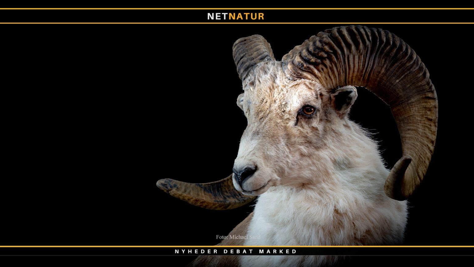 Argali som trofæ