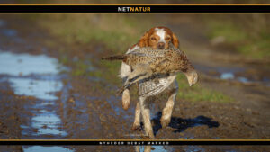 Breton – fuglehund par excellence Breton