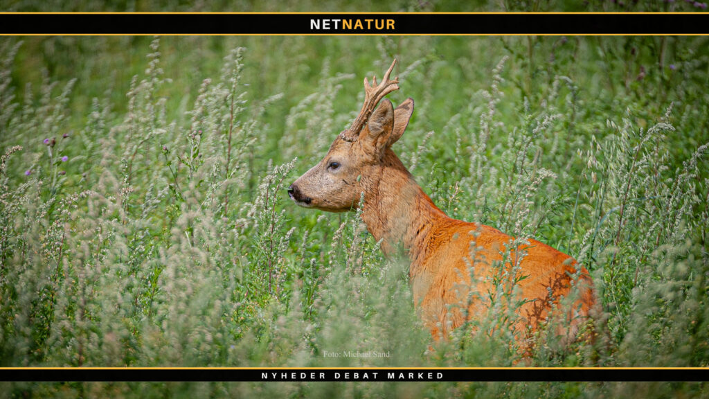 Bukkejagt i Polen: Fast pris eller prisliste? Bukkejagt i Polen . fast pris eller prisliste?