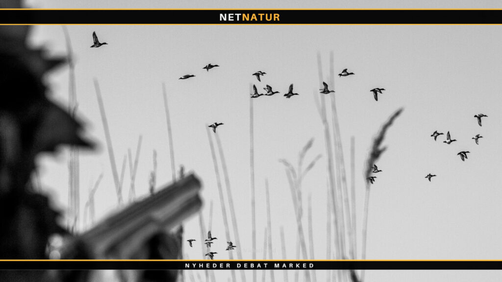 DOF og jagt på ænder