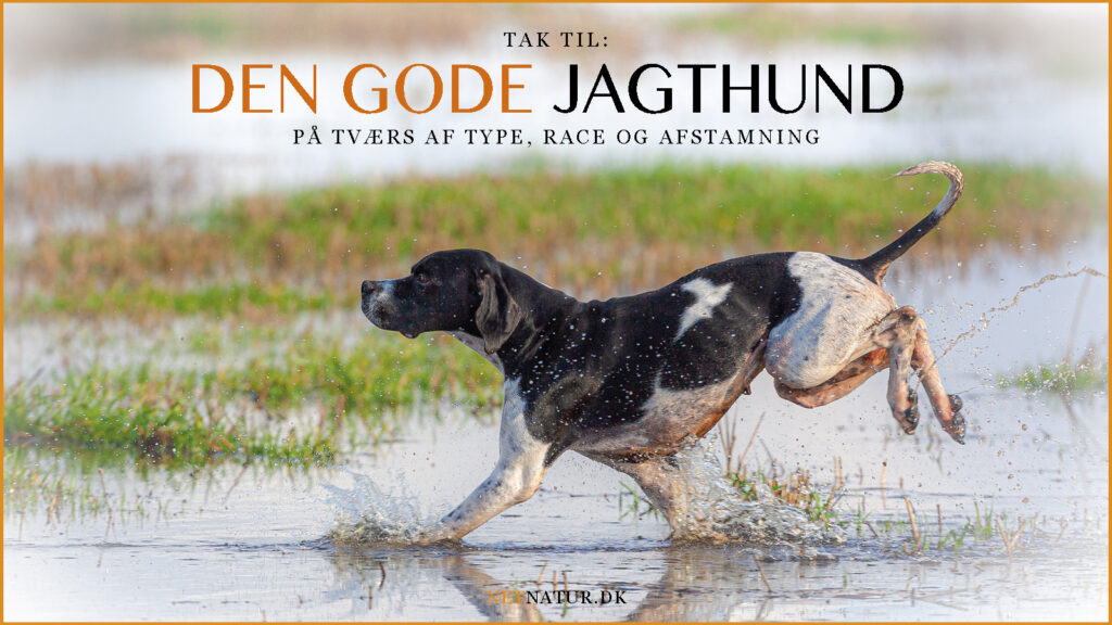 Den gode jagthund