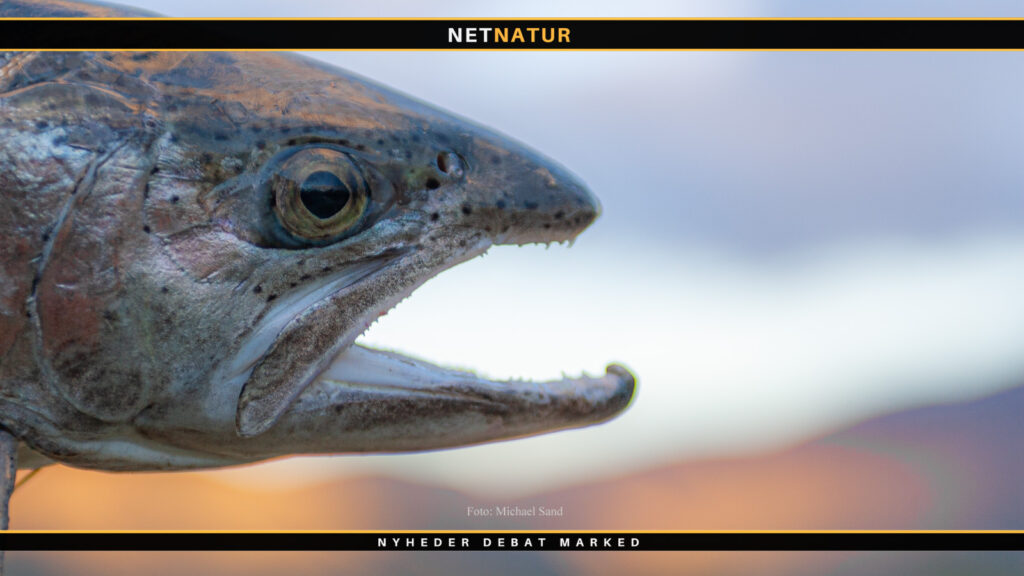 Fluefiskeri i Alaska