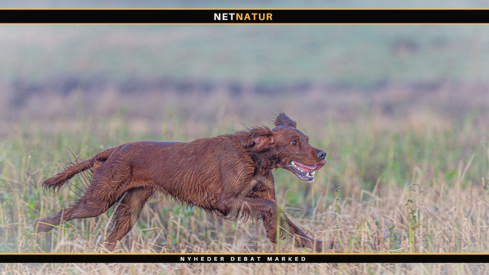 Irsk setter - det røde energibundt
