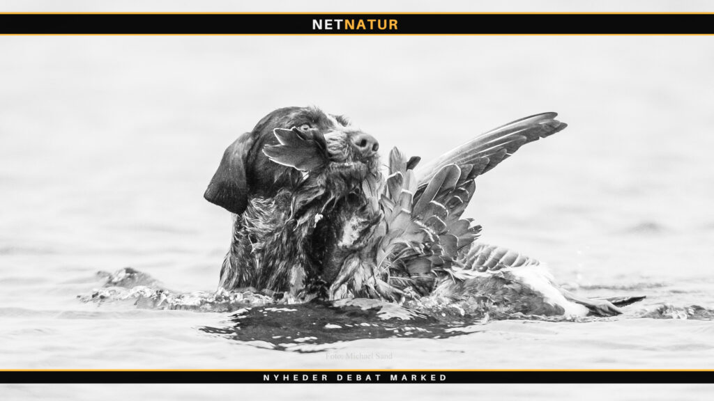 Jagthund - valg af hvalp