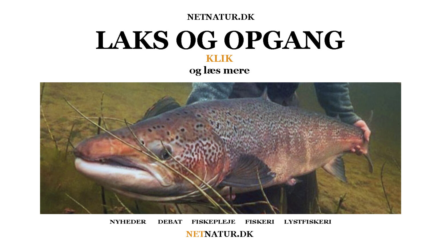 Laks i Varde Å