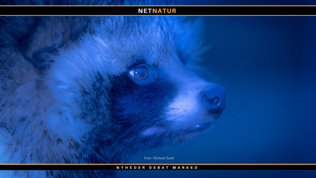 Grønt lys til natsigte Natsigte