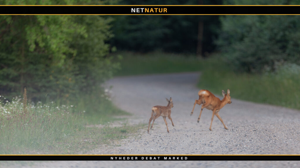 Overnatning i skoven