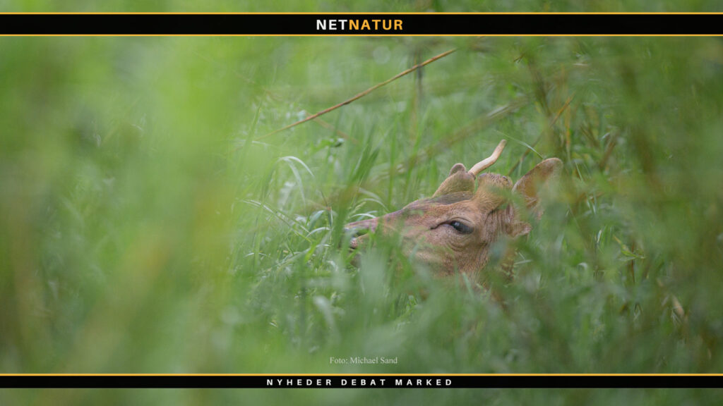 Pil som foder til vildt