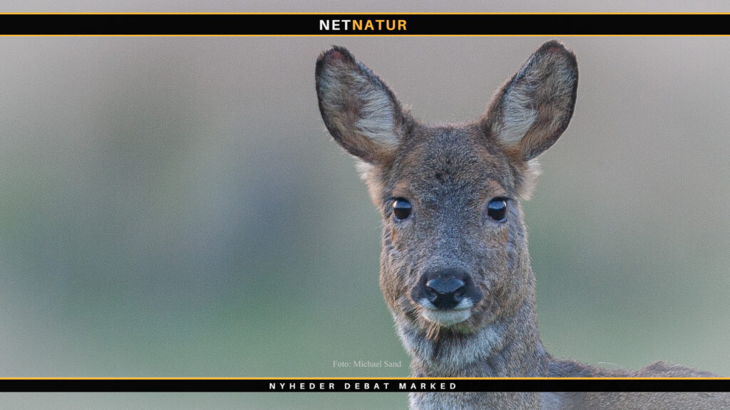 Bladet Vildtinformation genopstår digitalt