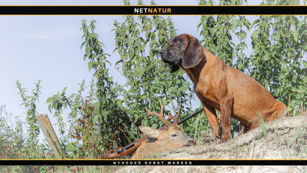 Bayersk Bjergschweisshund