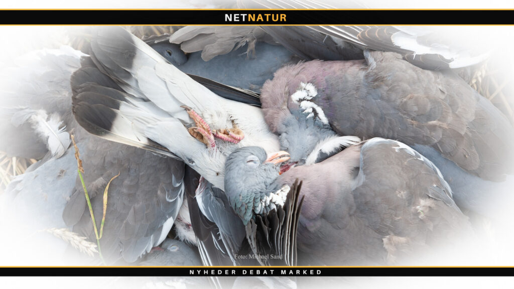 Skadevoldende vildt - se reglerne