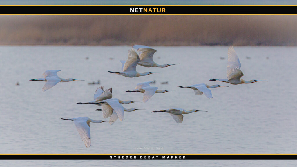 Sensation - Skestorken yngler nu på Fyn