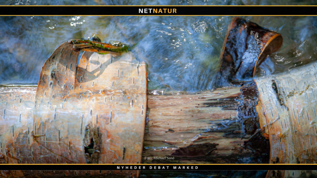 50 millioner skal skabe mere lys og vand i danske skove