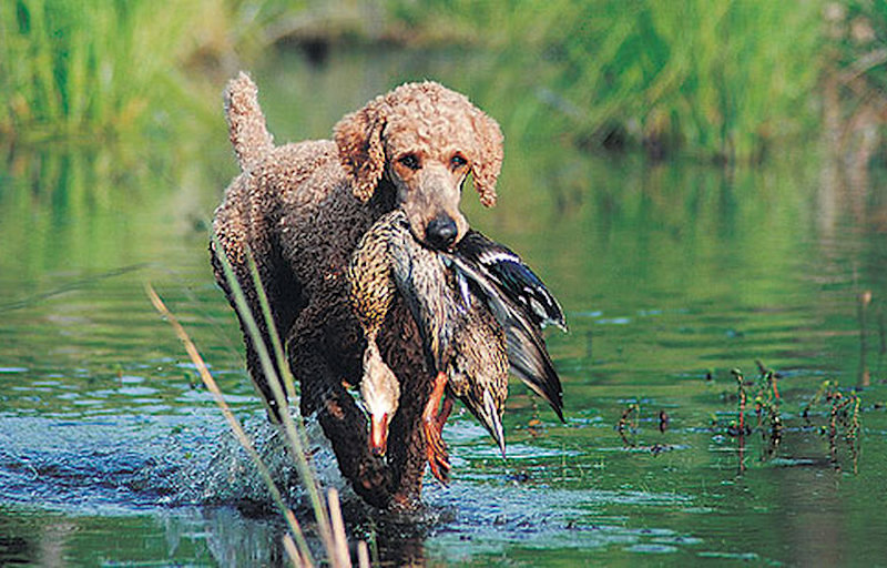 Storpuddel – er det virkelig en jagthund? Storpuddel - er det virkelig en jagthund?
