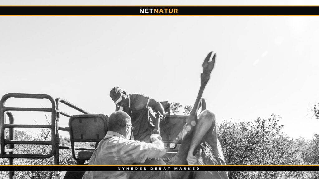 Transport af trofæer