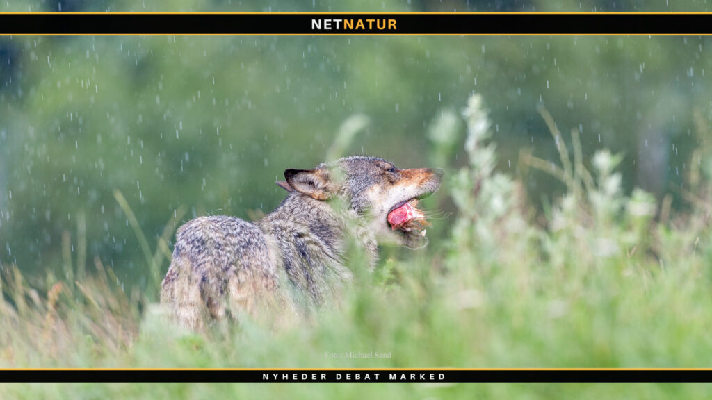 Kan ulv sprede afrikansk svinepest? Ulv og svinepest