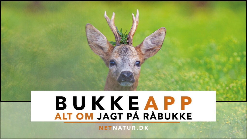 BukkeApp fra Netnatur