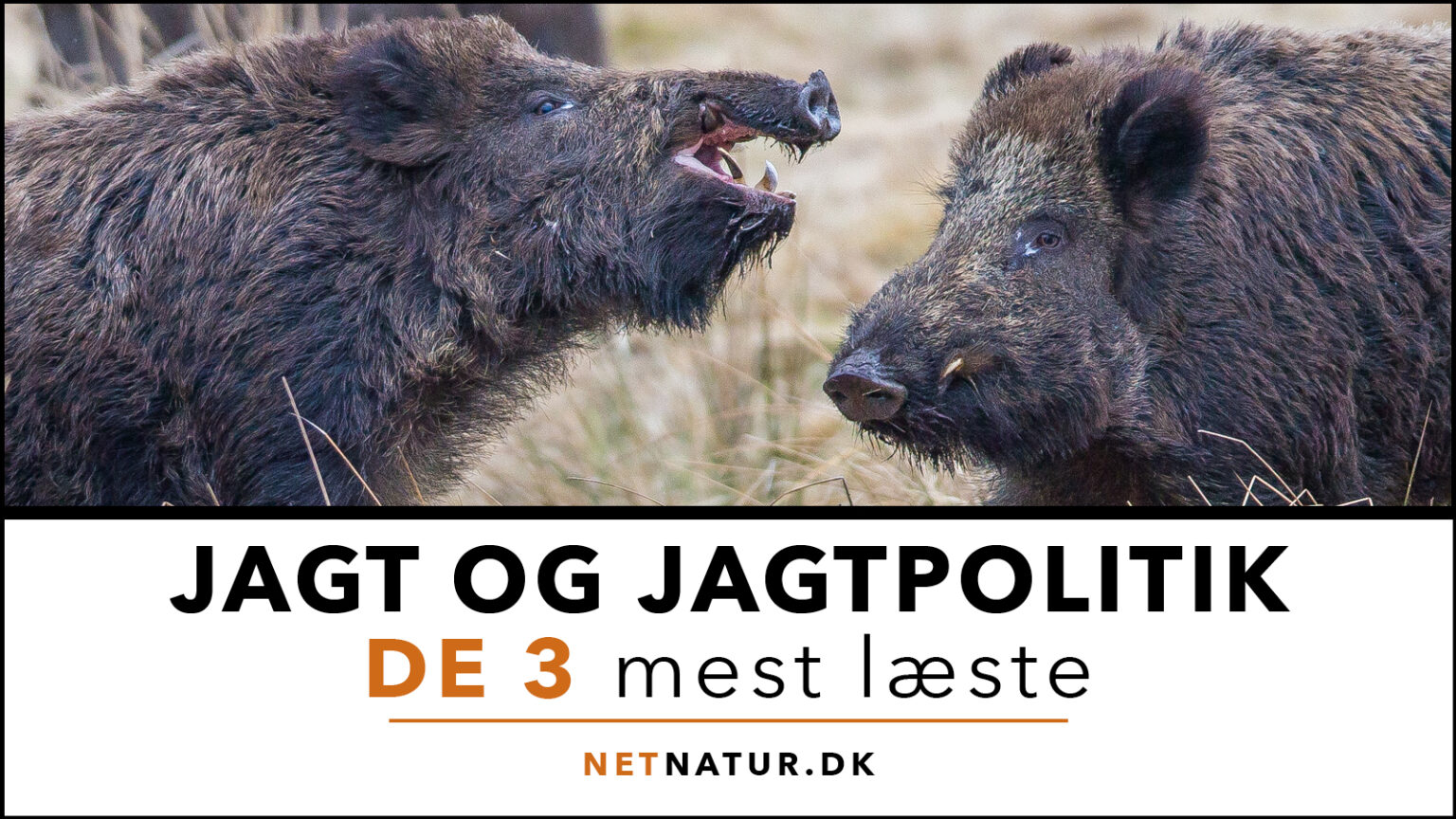 Jagtpolitik: De 3 mest læste