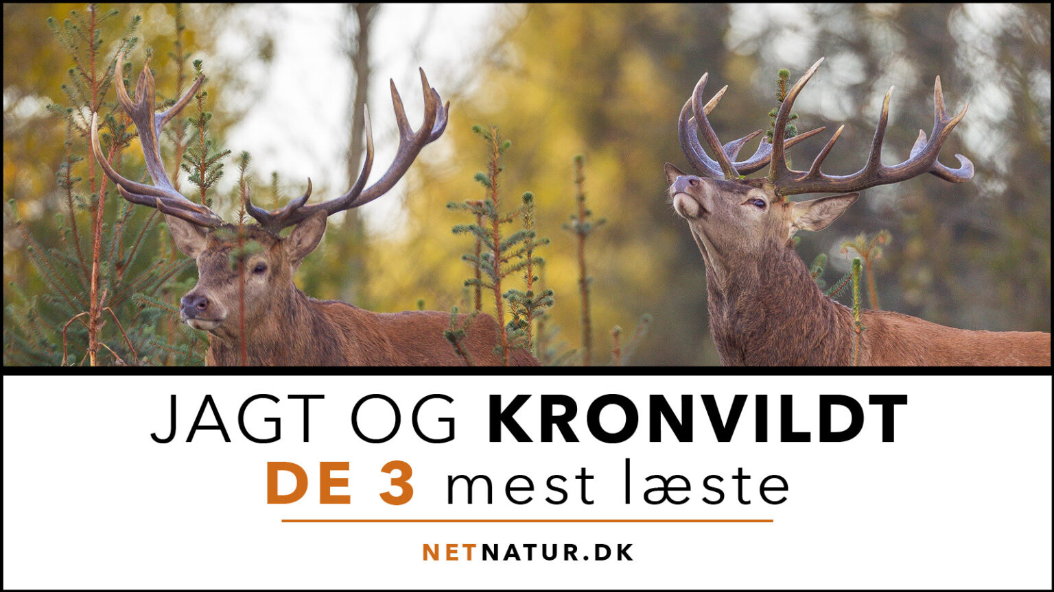 Kronvildt: De 3 mest læste Kronvildt