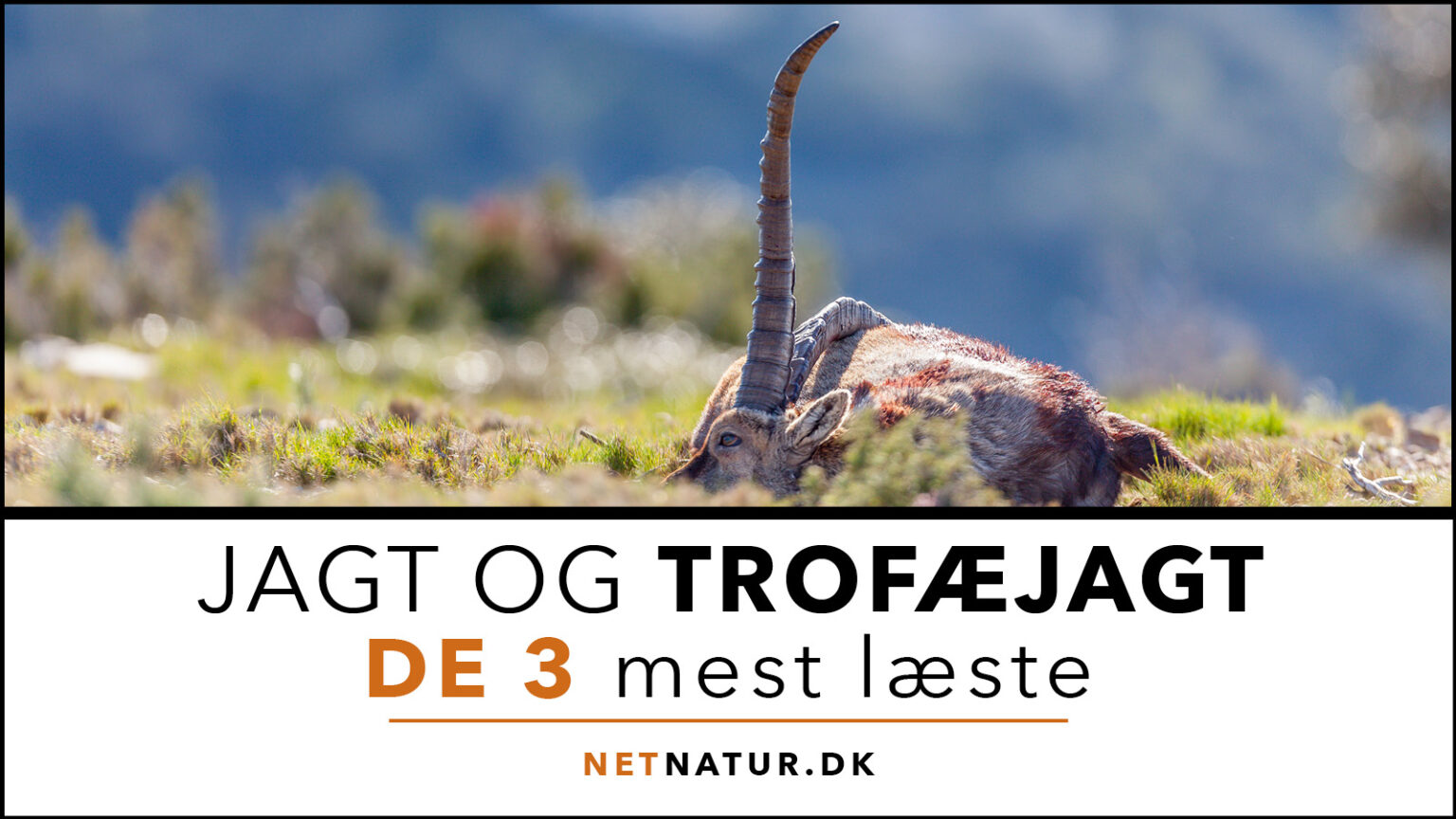 Trofæjagt: De 3 mest læste Trofæjagt og Netnatur