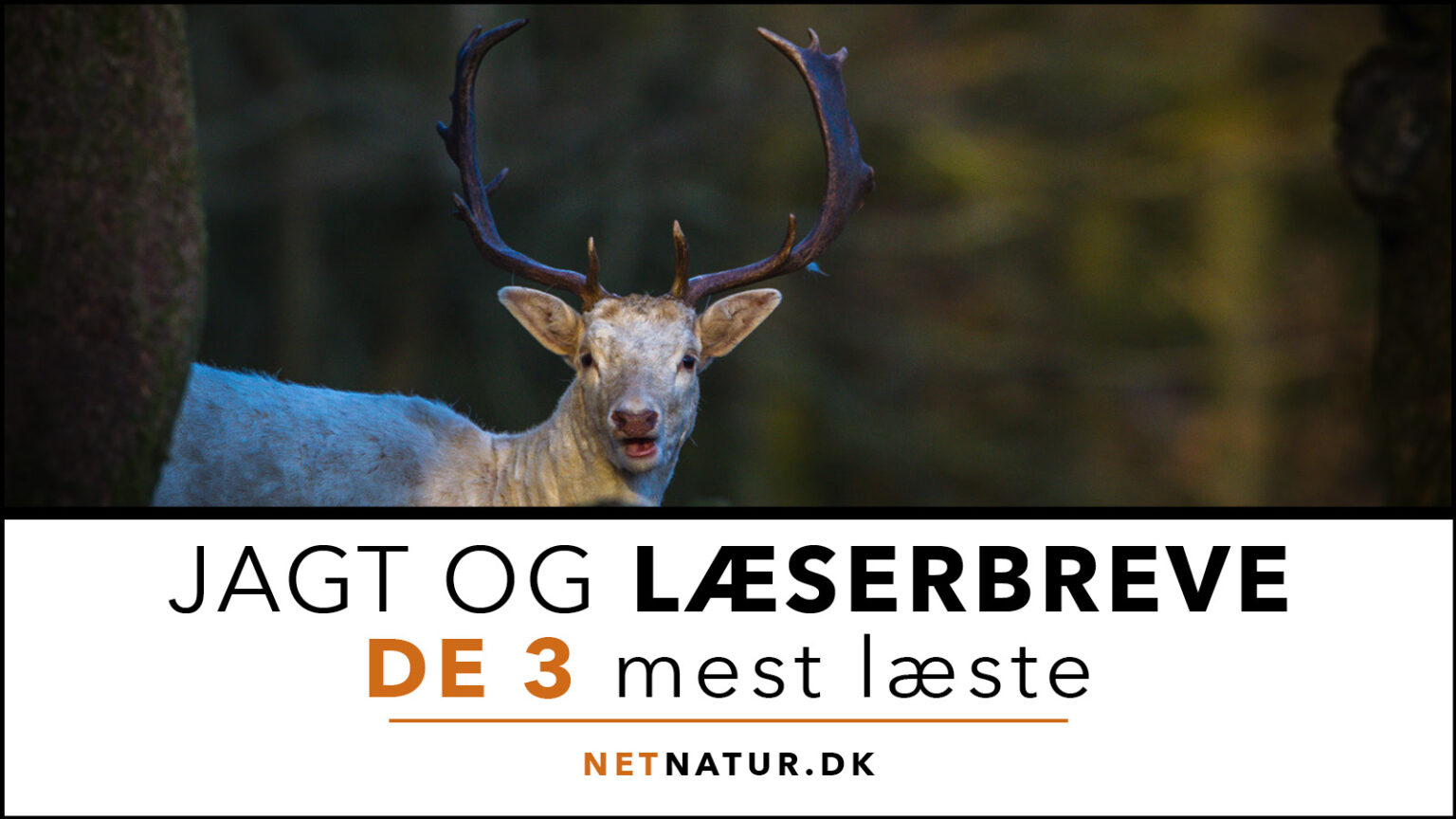 Læserbreve: De 3 mest læste