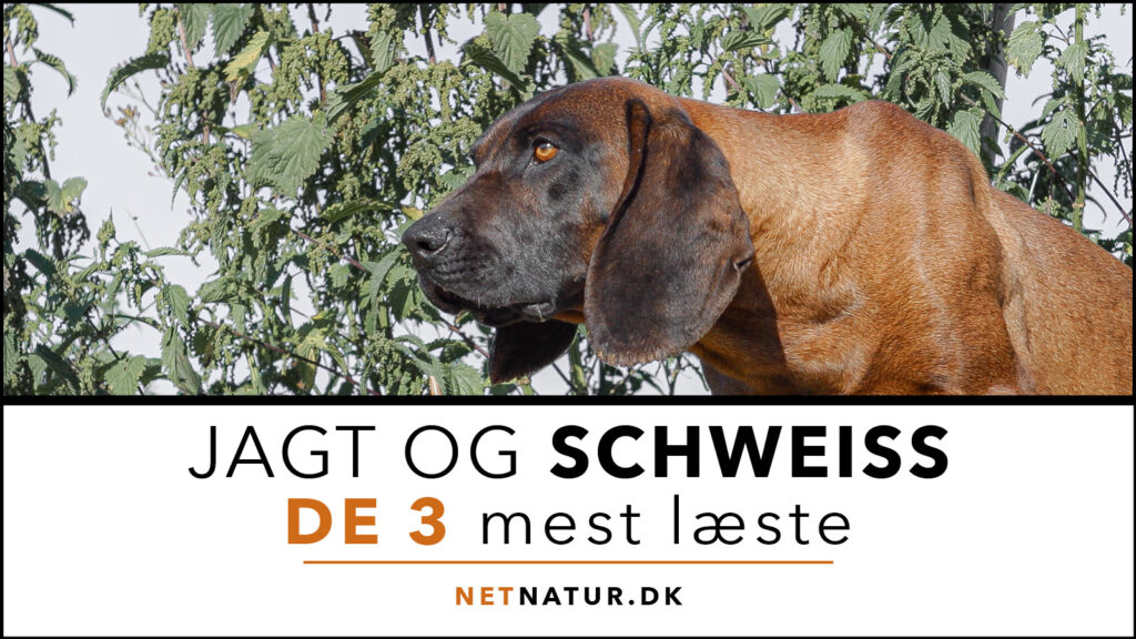 Schweiss: De 3 mest læste Schweiss - jagt og trafik