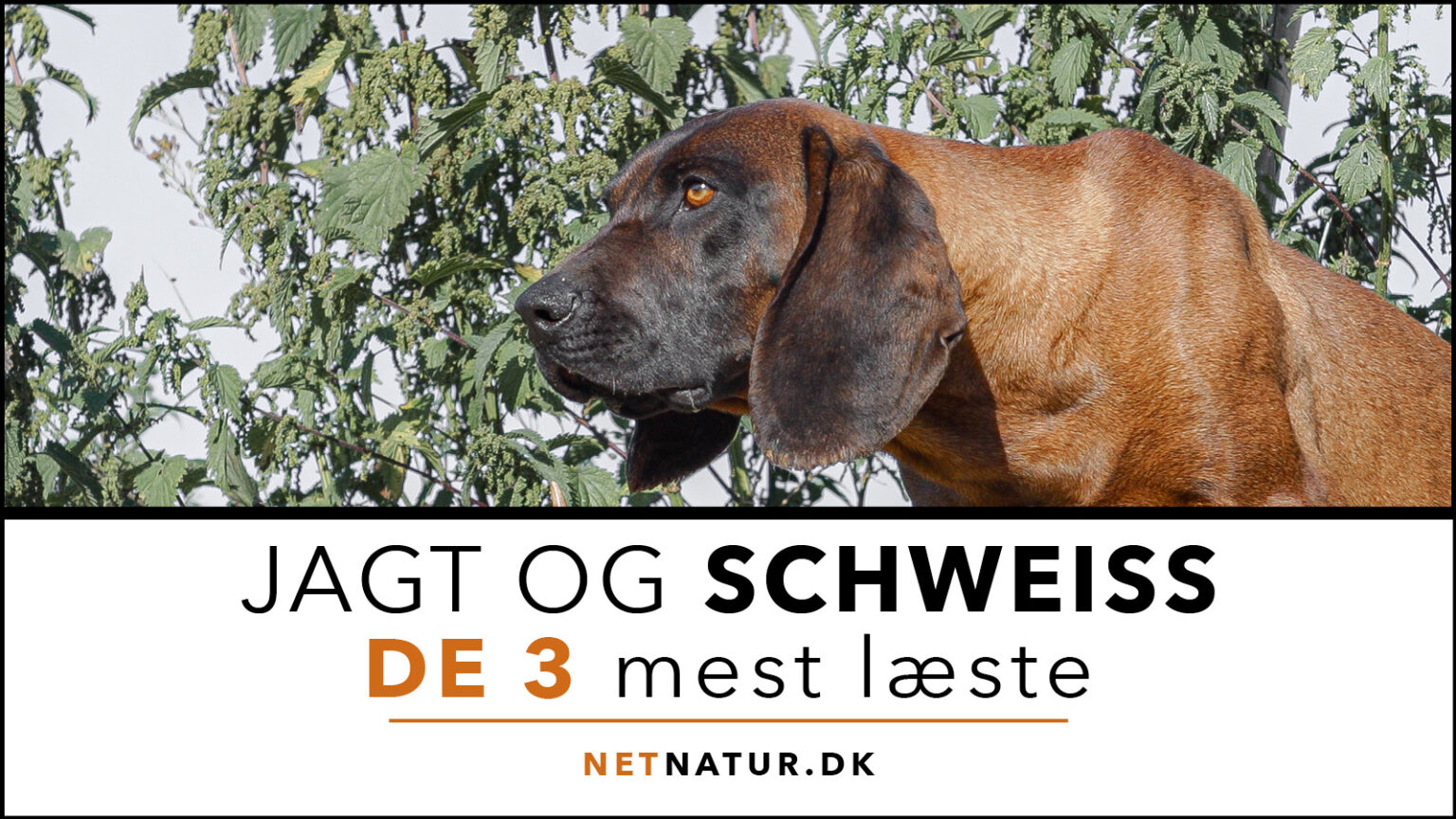 Schweiss: De 3 mest læste Schweiss - jagt og trafik