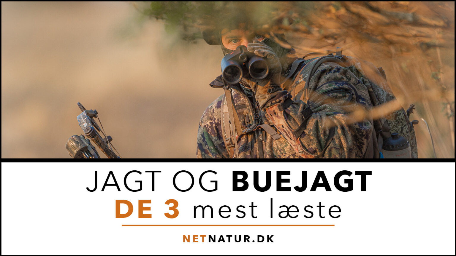 Buejagt – de 3 mest læste Buejagt