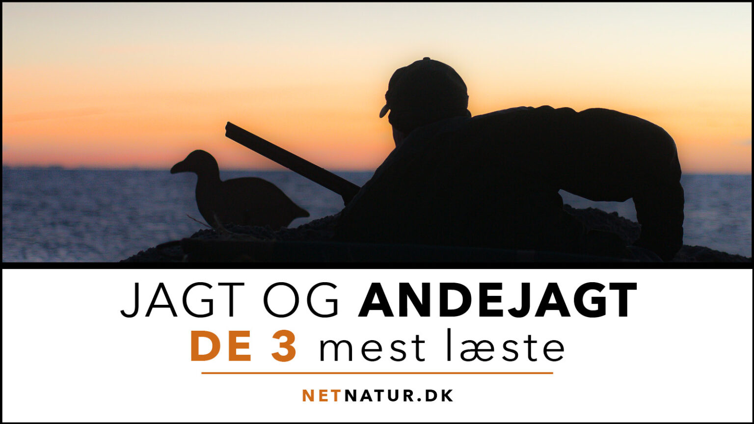 Andejagt – de 3 mest læste ANDEJAGT OG NETNATUR